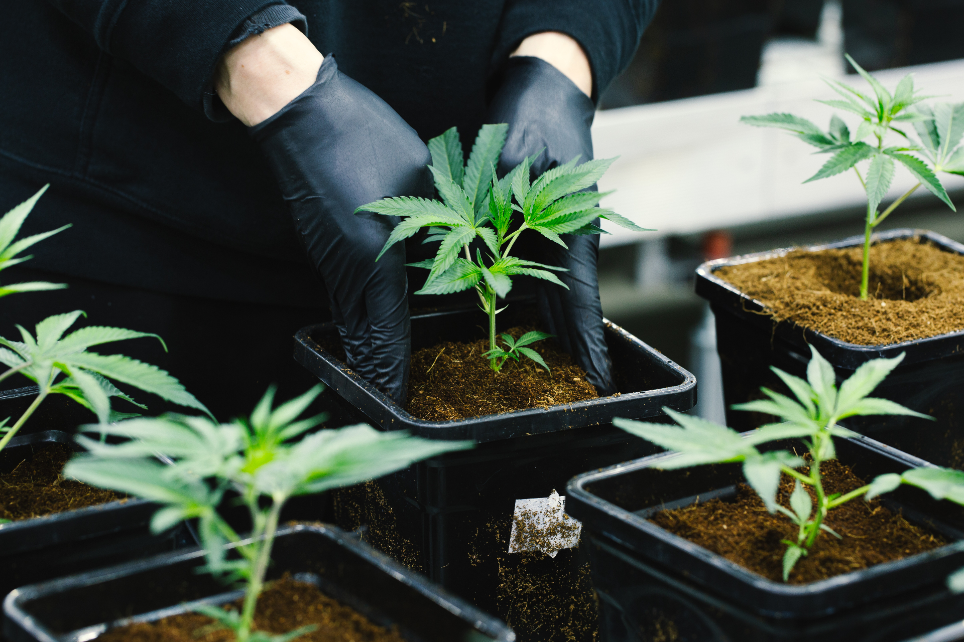 Cultivator transplanting a young cannabis plant into a fresh tray