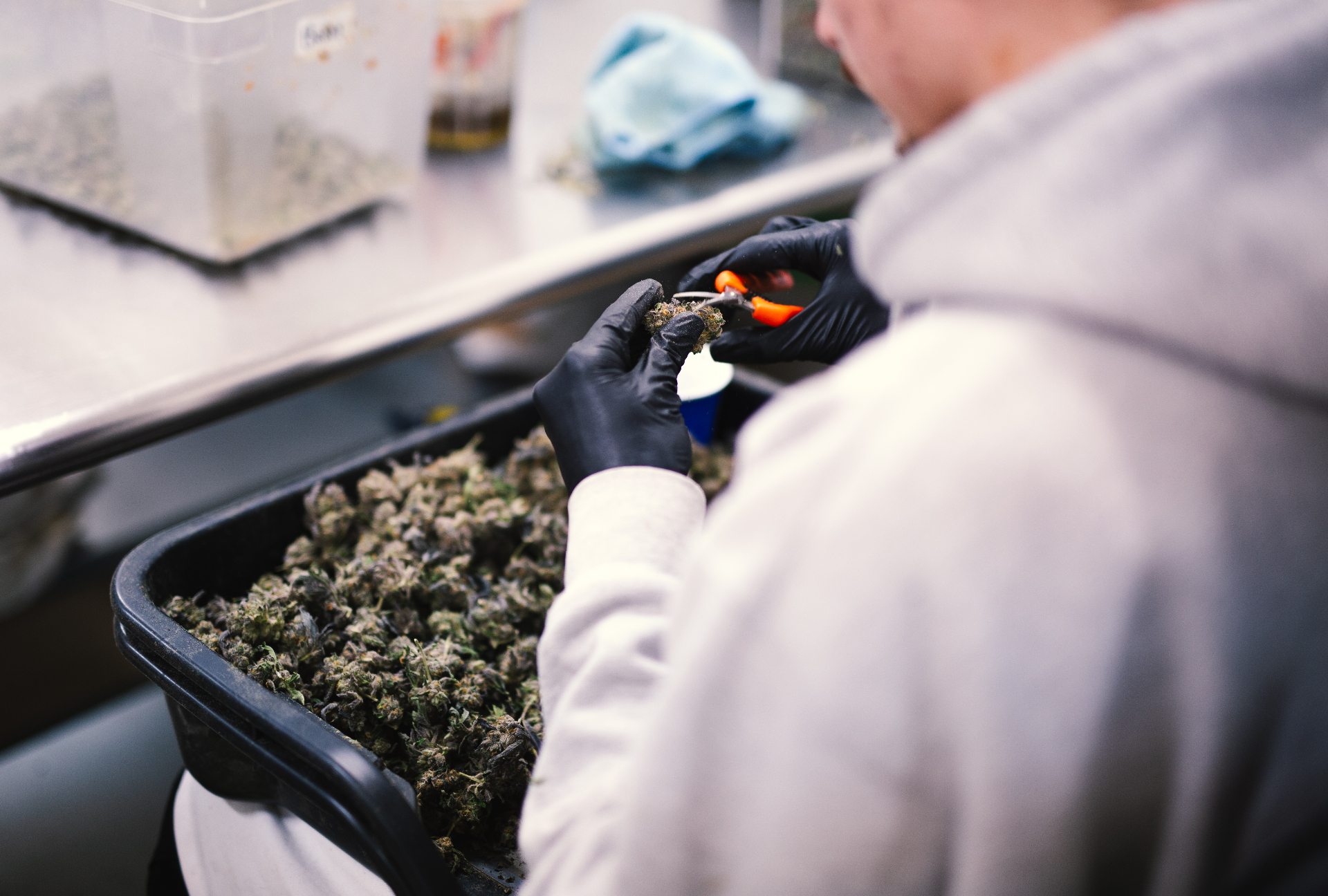 Worker in black gloves trimming cannabis buds in a tray